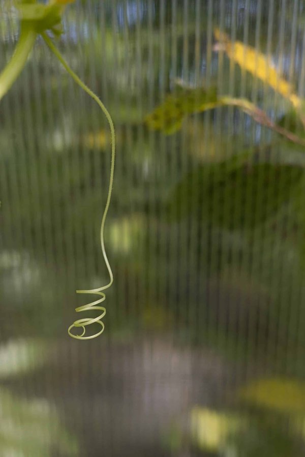 How to Organize a Community Dog Walking Event?